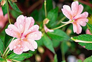 《刺客信条：影》新宣传图 新的信条在日本崛起